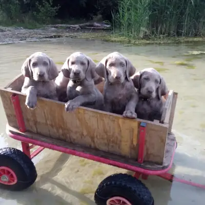 Rüde (unkupiert) – Weimaraner Welpe, Brandenburg, Raised by Weimaraner von den Semonen