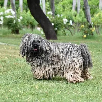Puli – Hunderasse