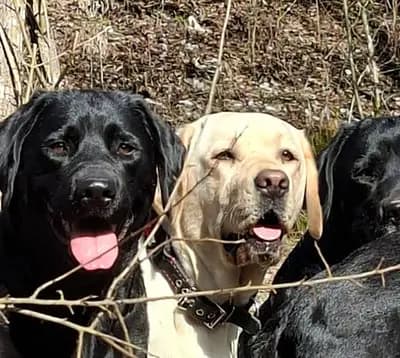 Hündin (unbenannt) – Labrador Retriever Welpe, Bayern, 由...饲养 Hobbyzucht
