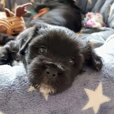 Galerie-Bild von Tibet Terrier vom verlorenen Tal in Nordrhein-Westfalen, mit Eindrücken unserer Tibet Terrier-Zucht.