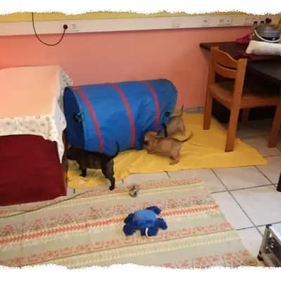 Bild aus Romaner Antikdoggenzucht "vom römischen Reich" in Nordrhein-Westfalen, wo unsere Cane Corso Italiano-Hunde in einer liebevollen Umgebung aufwachsen.
