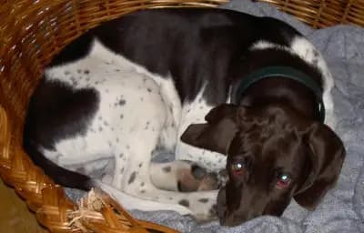 Gammel Dansk Honsehund – Hunderasse