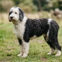 Foto der Rasse Sheepadoodle