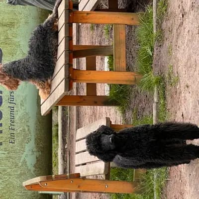 Bild aus Airedaleterrierof Ravenclaw  in Mecklenburg-Vorpommern, wo unsere Großpudel (Königspudel)-Hunde in einer liebevollen Umgebung aufwachsen.