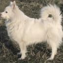 Foto der Rasse Deutscher Spitz