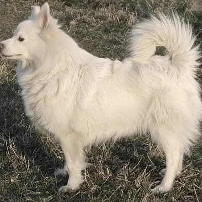 Deutscher Spitz – Hunderasse