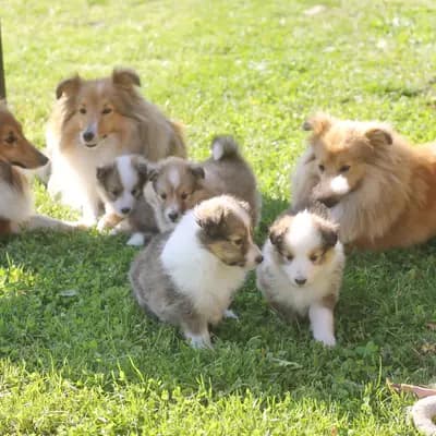 Bild aus Sarah's Dream Shelties & Collies in Bayern, wo unsere Shetland Sheepdog-Hunde in einer liebevollen Umgebung aufwachsen.