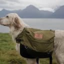 Foto der Rasse English Setter