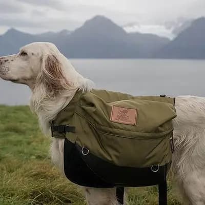 English Setter – Hunderasse