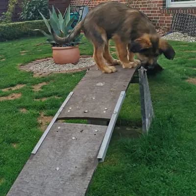 Bild aus Wäller aus der Obergrafschaft  in Niedersachsen, wo unsere Wäller-Hunde in einer liebevollen Umgebung aufwachsen.