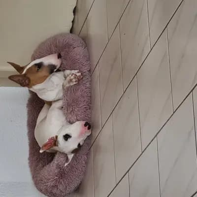 Bild aus Von den Walliser's  in Baden-Württemberg, wo unsere Miniature Bullterrier-Hunde in einer liebevollen Umgebung aufwachsen.