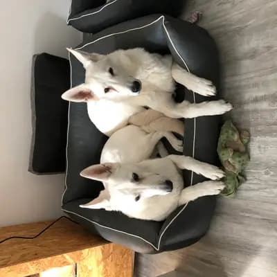 Galerie-Bild von Vom Tal der weissen Ruhrwölfe in Nordrhein-Westfalen, mit Eindrücken unserer Weißer Schweizer Schäferhund-Zucht.