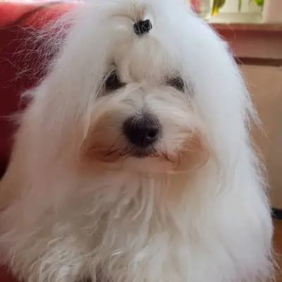 Galerie-Bild von Sweet little white Angel of Paradise  in Nordrhein-Westfalen, mit Eindrücken unserer Coton de Tulear-Zucht.
