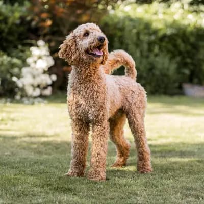 Galerie-Bild von Dogs of Ems Island in Niedersachsen, mit Eindrücken unserer Goldendoodle-Zucht.