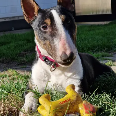 Galerie-Bild von Miniature Bull Terrier vom Blasheimer Markt  in Nordrhein-Westfalen, mit Eindrücken unserer Miniature Bullterrier-Zucht.