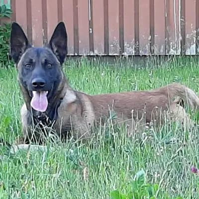 Foto von Larry, einem geretteten Malinois in Hamburg.