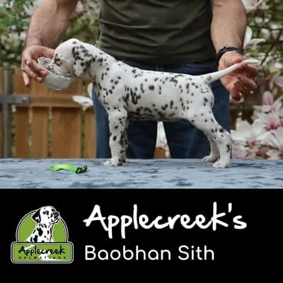 Applecreek’s Baobhan Sith – Dalmatiner Welpe, Bayern, 由...饲养 Applecreek 