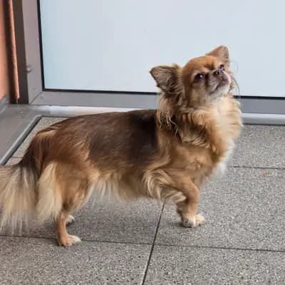 Chihuahua Hündin in Langhaar hat ihr neues Zuhause gefunden. – Chihuahua Welpe, Niedersachsen, 由...饲养 Chihuahua of golden Harvest 