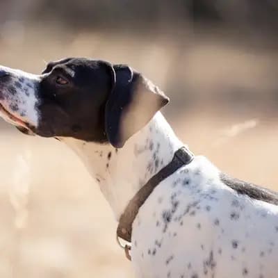 Galerie-Bild von Zwinger von den Dachsfichten in Brandenburg, mit Eindrücken unserer English Pointer-Zucht.