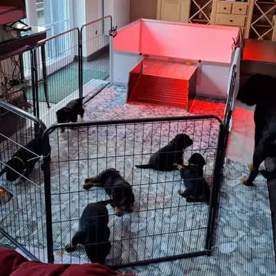 Bild aus Rottweiler vom Alten Zollhaus  in Nordrhein-Westfalen, wo unsere Rottweiler-Hunde in einer liebevollen Umgebung aufwachsen.