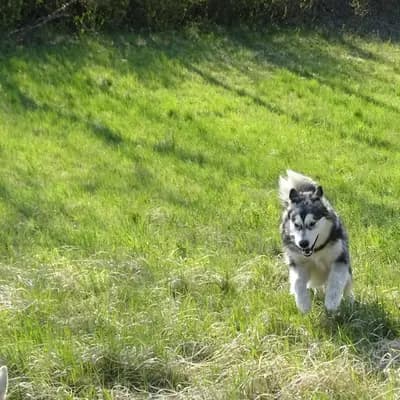 Galerie-Bild von Yukon Alaska Malamutes in Niederösterreich, mit Eindrücken unserer Alaskan Malamute-Zucht.