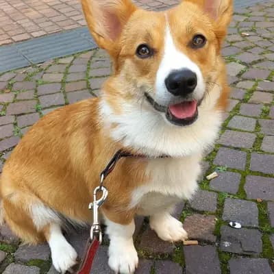 Galerie-Bild von Little Kings & Queens  in Mecklenburg-Vorpommern, mit Eindrücken unserer Welsh Corgi Pembroke-Zucht.