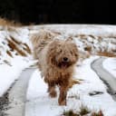 Foto der Rasse Komondor