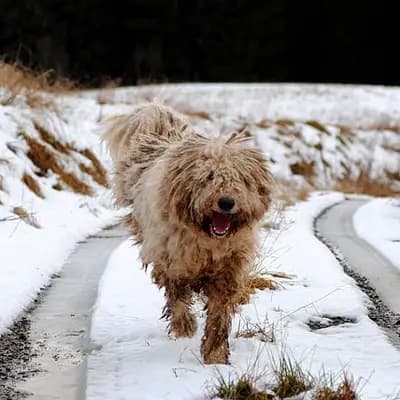 Komondor – Hunderasse
