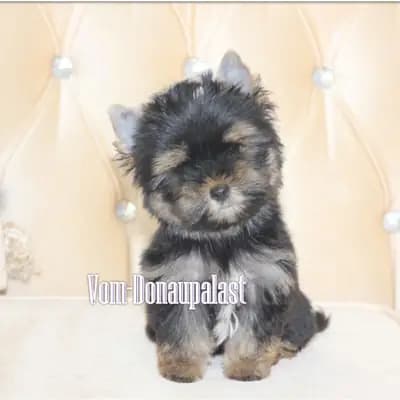 Yorkshire Terrier Rüde aus seriöser Hundezucht mit Ahnentafel. – Yorkshire Terrier Welpe, Bayern, Выращен Hundezucht vom Donaupalast