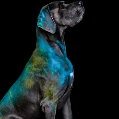 Ein Blick in die Vergangenheit: Diese Deutsche Dogge-Welpen aus Deutsche Doggen von AmasuDiamonds  i