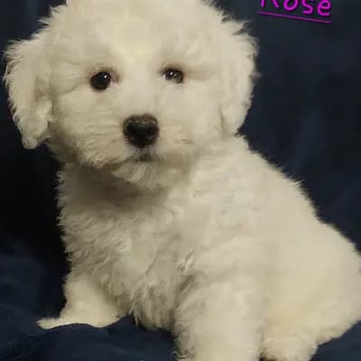 Rose – Bichon Frisé Welpe, Brandenburg, 由...饲养 Bichon Frise Zucht  "Dream Teddy's"