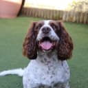 Foto der Rasse English Springer Spaniel