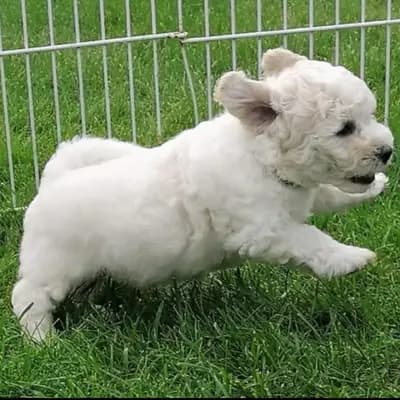 Galerie-Bild von Bichon Frise Zucht  "Dream Teddy's" in Brandenburg, mit Eindrücken unserer Bichon A poil frise-Zucht.