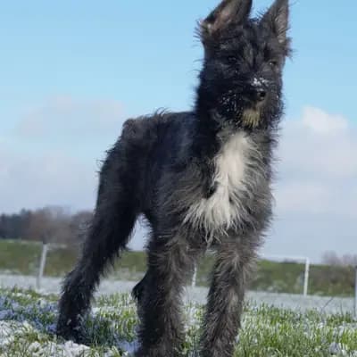 Galerie-Bild von Bouvier des Ardennes Zuchtstätte Hasenhirsch in Bayern, mit Eindrücken unserer Bouvier des Ardennes-Zucht.
