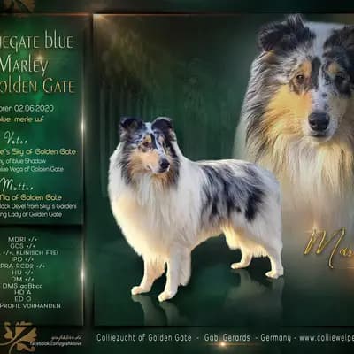 Galerie-Bild von Collie of Golden Gate  in Baden-Württemberg, mit Eindrücken unserer Amerikanischer Collie-Zucht.