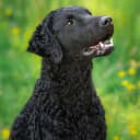 Foto der Rasse Curly Coated Retriever
