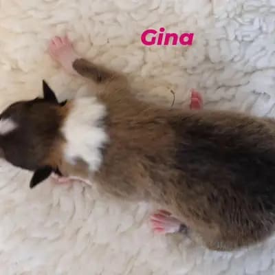 Gina von der Brettachwiese – Collie (Langhaar) Welpe, Baden-Württemberg, 由...饲养 Collies von der Brettachwiese 