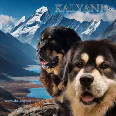 Galerie-Bild von Kalyani´s in Niederösterreich, mit Eindrücken unserer Do Khyi-Zucht.