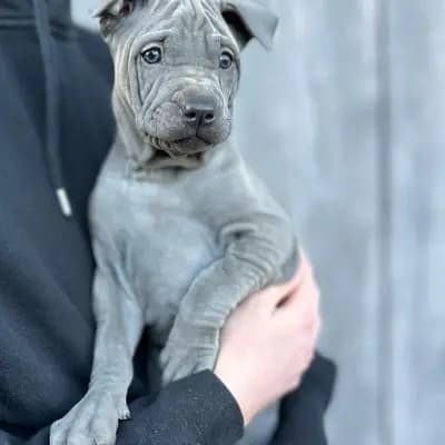 Foto von Akeela, einem Thai Ridgeback-Welpe in Zürich.