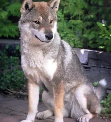 Shikoku – Hunderasse