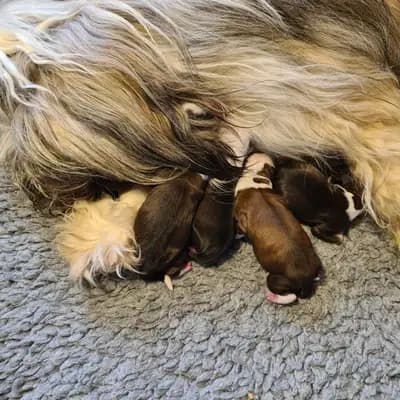 Galerie-Bild von von Rmi.lam Khyi in Niedersachsen, mit Eindrücken unserer Tibet Terrier-Zucht.