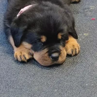 Bild aus Vom Haus Feiler  in North Rhine-Westphalia, wo unsere Rottweiler-Hunde in einer liebevollen Umgebung aufwachsen.