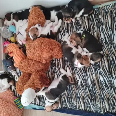 Bild aus "Beagle vom Ostenfeld" in Nordrhein-Westfalen, wo unsere Beagle-Hunde in einer liebevollen Umgebung aufwachsen.