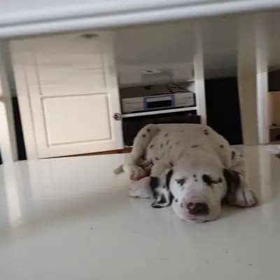 Bild aus Dalmatiner Zuchtstätte "with countless spots" in Brandenburg, wo unsere Dalmatiner-Hunde in einer liebevollen Umgebung aufwachsen.