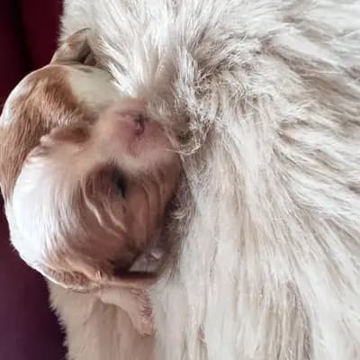 Foto von Blue, einem Cavalier King Charles Spaniel-Welpe in Rheinland-Pfalz.