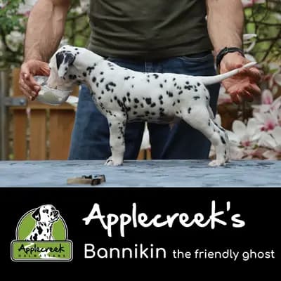 Applecreek’s Bannikin the friendly ghost – Dalmatiner Welpe, Bayern, 由...饲养 Applecreek 
