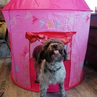 Bild aus Lagotto Romagnolo vom Tietenhof in Niedersachsen, wo unsere Lagotto Romagnolo-Hunde in einer liebevollen Umgebung aufwachsen.
