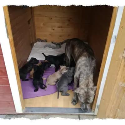 Bild aus Romaner Antikdoggenzucht "vom römischen Reich" in Nordrhein-Westfalen, wo unsere Cane Corso Italiano-Hunde in einer liebevollen Umgebung aufwachsen.