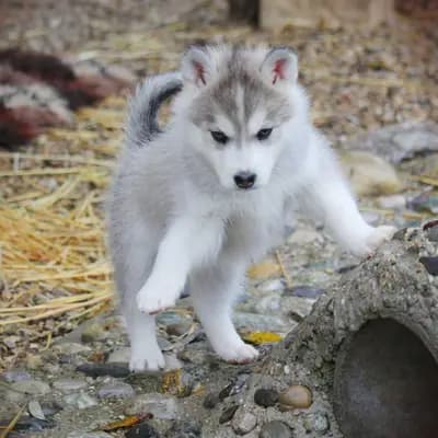 Galerie-Bild von Huskykennel of Snow Wolf Valley in Bayern, mit Eindrücken unserer Siberian Husky-Zucht.