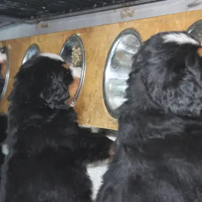 Bild aus Berner von der Villa Arya in Rheinland-Pfalz, wo unsere Berner Sennenhund-Hunde in einer liebevollen Umgebung aufwachsen.